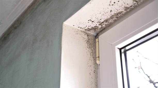 Best Mold Testing and Inspection Services in Auburn, AL
