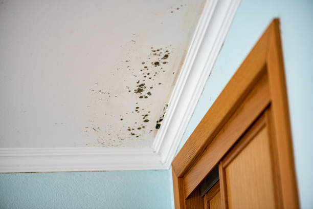 Trusted Auburn, AL Mold Remediation Experts