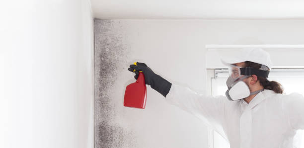Best DIY Mold Remediation Support Services in Auburn, AL