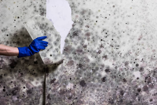 Best Industrial Mold Remediation in Auburn, AL